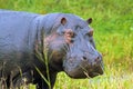 Closeup shot of a Hippopotamus standing in the green area