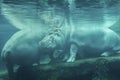 A closeup shot of a hippopotamus under the water at the zoo. Hippo is resting under water Royalty Free Stock Photo