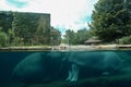 A closeup shot of a hippopotamus under the water at the zoo. Hippo is resting under water Royalty Free Stock Photo