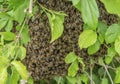 Closeup shot of hive of bees in the tree