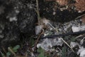 Closeup shot of Hobo spider