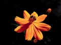 Closeup shot of a honey bee collecting nectar from orange garden cosmos flower on a black background Royalty Free Stock Photo