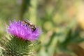 Bee Collecting Pollen From Thistle