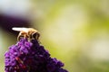 Bee Collecting Pollen From Thistle