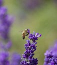 Closeup shot of a honey bee on a lavender flower with a blurred background in Mayfield, London Royalty Free Stock Photo