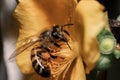 Closeup shot of the honey bee sitting on the flower Royalty Free Stock Photo