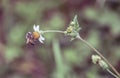 Closeup shot of a honey bee sitting on white daisy flower in the garden on blurry background Royalty Free Stock Photo