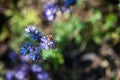 Closeup shot of a honeybee on a beautiful purple pennyroyal flowers