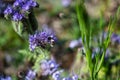 Closeup shot of a honeybee on a beautiful purple pennyroyal flowers