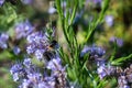 Closeup shot of a honeybee on a beautiful purple pennyroyal flowers