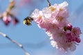 Closeup shot of a honeybee collecting nectar on beautiful pink cherry blossom flowers Royalty Free Stock Photo