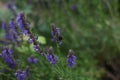 A closeup shot of a honeybee on a purple lavender flower with a blurred background.