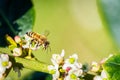 Closeup shot of honeybees buzzing around small holly flowers, collecting pollen in Somerset, England