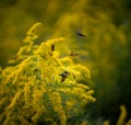 Closeup shot of honeybees collecting nectar from a bright yellow flower