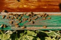 Closeup shot of honeybees on wooden background