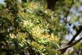 A closeup shot of a Honeysuckle shrub.