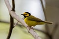 Closeup shot of a hooded warbler on a tree during the day