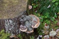 Closeup shot of hoof fungus growing on a tree trunk Royalty Free Stock Photo