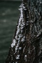 Closeup shot of hoof fungus on a tree trunk Royalty Free Stock Photo