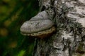 Closeup shot of Hoof fungus on tree trunk in the forest Royalty Free Stock Photo
