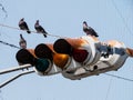 Closeup shot of a horizontal rusty traffic light next to cables with birds