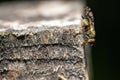 Closeup shot of the horse-fly (Tabanidae) on a wooden surface