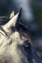 Closeup shot of a horse head on a blurred background Royalty Free Stock Photo