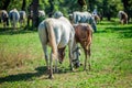 Closeup shot of the horses grazing in the Lipica, National Park in Slovenia Royalty Free Stock Photo