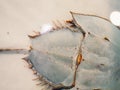 Closeup shot of a Horseshoe crab & x28;Limulus polyphemus& x29; on the white surface Royalty Free Stock Photo