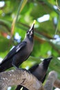 Closeup shot of a house crow on a branch of a tree in Zanzibar, Tanzania