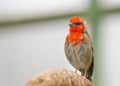 Closeup shot of a house finch bird with red feathers on the face on a blurred background Royalty Free Stock Photo