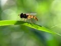 Closeup shot of a hover fly on a plant leaf Royalty Free Stock Photo