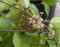 Closeup shot of hoya carnosa flowers on a tree Royalty Free Stock Photo