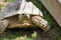 Closeup shot of a huge Testudines turtle