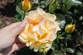 Closeup shot of a human hand touching a yellow rose Royalty Free Stock Photo