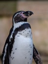 Closeup shot of a Humboldt penguin in the zoo. France