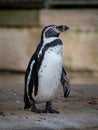 Closeup shot of a Humboldt penguin in the zoo. France