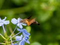 Closeup shot of a hummingbird hawk-moth feeds from flowers along a river in Yamato, Kanagawa, Japan Royalty Free Stock Photo