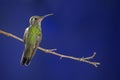 Closeup shot of a hummingbird perched on a tree branch on a blurred background Royalty Free Stock Photo