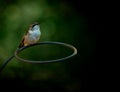 Closeup shot of a hummingbird sitting on a wire loop on blurry background Royalty Free Stock Photo