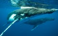 Closeup shot of humpback whales swimming in the Pacific Ocean