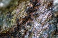Closeup shot of hundreds of ants going up on the trunk of a tree Royalty Free Stock Photo