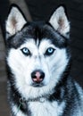 Closeup shot of Husky with blue eyes Royalty Free Stock Photo