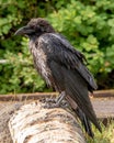 Closeup shot of an Icelandic raven on a blurred background