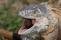 Closeup shot of an iguana opening its mouth