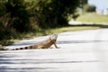 Closeup shot of an iguana on the road with a blurred background Royalty Free Stock Photo