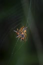 Closeup shot of brown spiny orb-weaver spider.