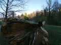 Closeup shot of an immense fallen tree trunk in a park