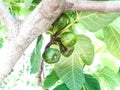 Closeup shot of an Indian almond tree fruits