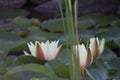 Closeup shot of Indian Lotuses under the sunlight